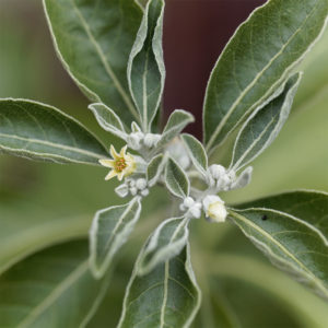 vom Achterhof BIO Ashwagandha Kapseln 150 Kapseln - Image 5