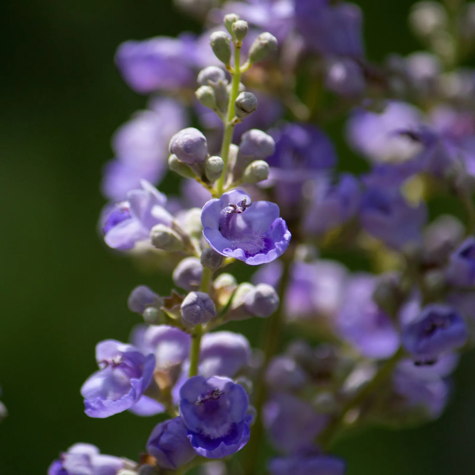 vom Achterhof BIO Mönchspfeffer ganz 250g - Image 3