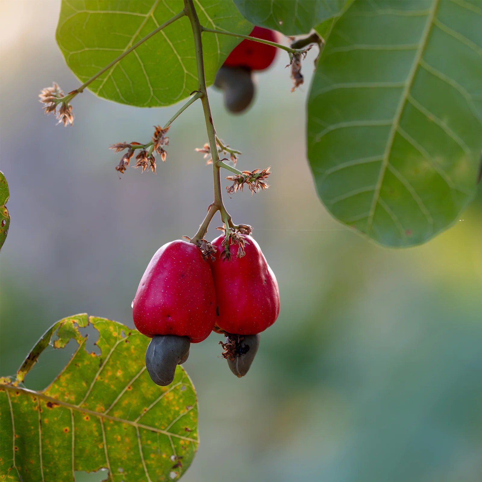 vom Achterhof Cashewkerne 250g - Image 3